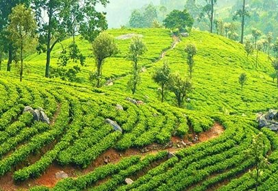 The Tea Museum & Factory in Ooty